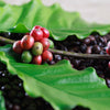 The Secret Behind Kona’s Richest Beans: A Journey from Farm to Cup