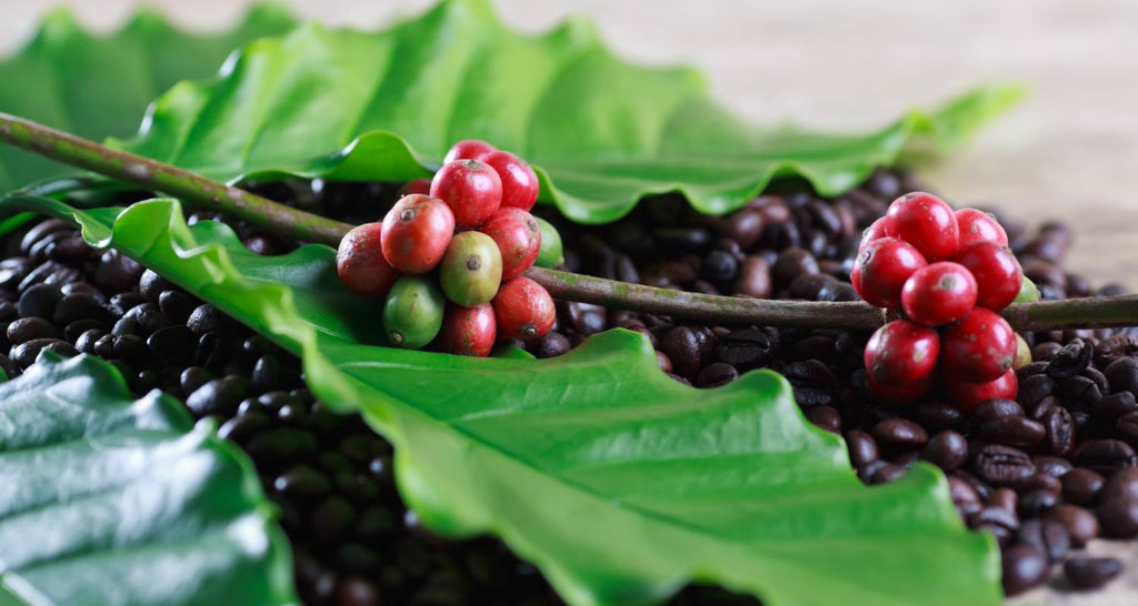 The Secret Behind Kona’s Richest Beans: A Journey from Farm to Cup