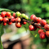 Where does our 100% Kona Coffee come from?
