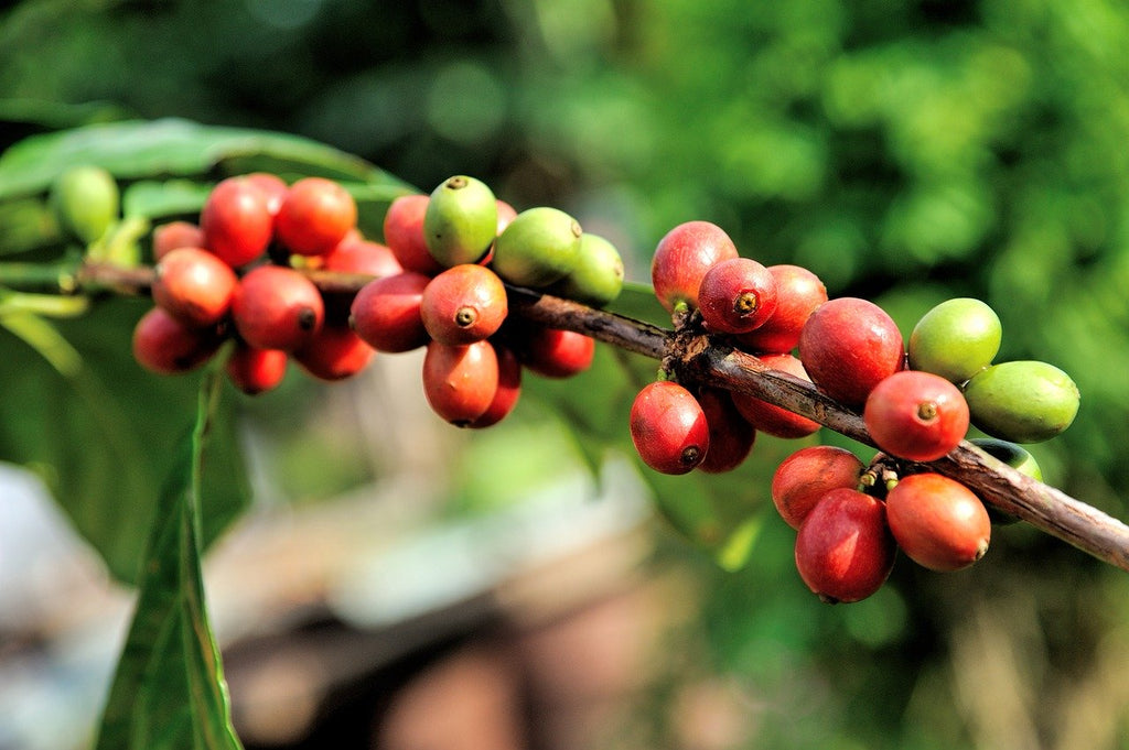 Where does our 100% Kona Coffee come from?