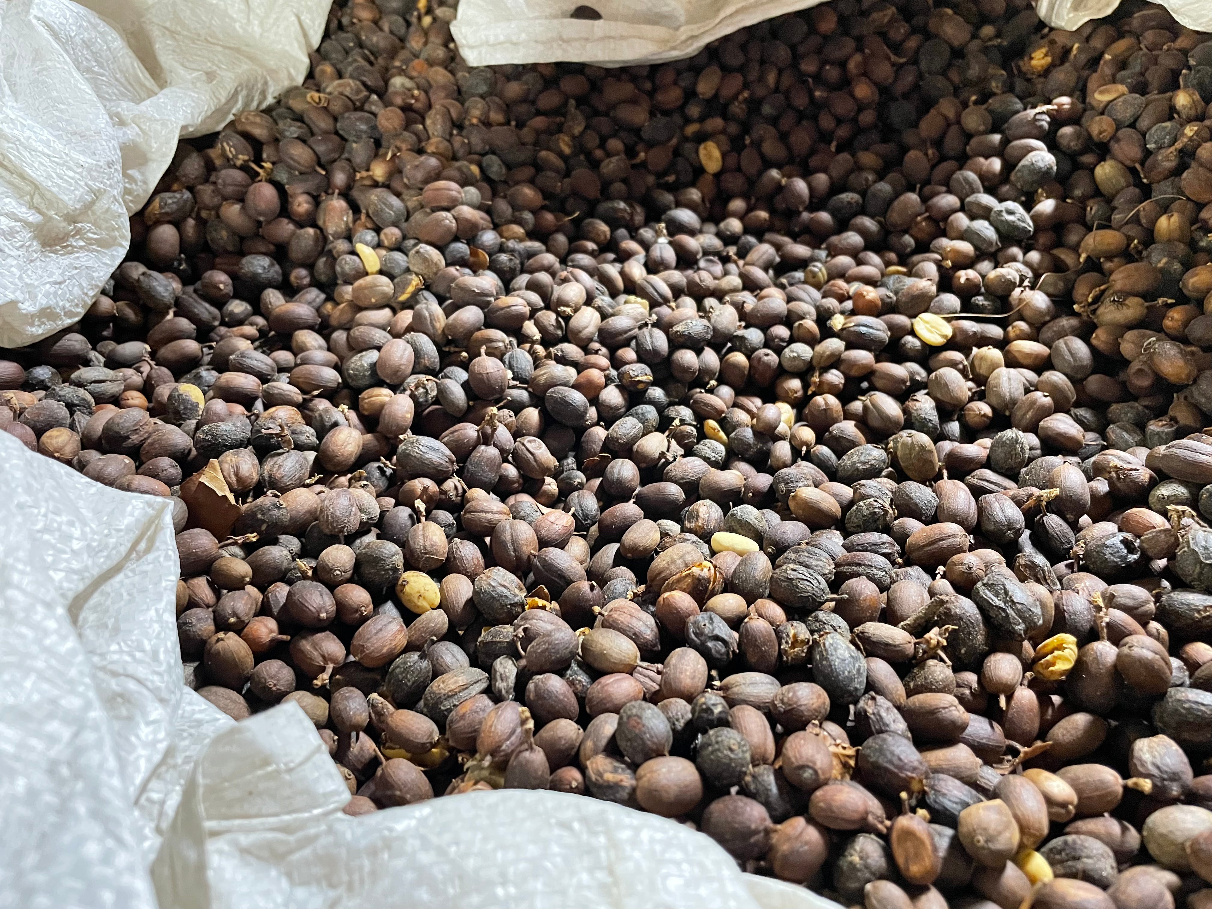 What is Kona Peaberry Coffee?