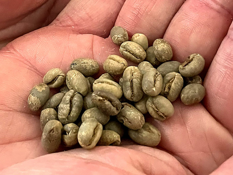Green Wanaʻao Kona peaberry beans in hand