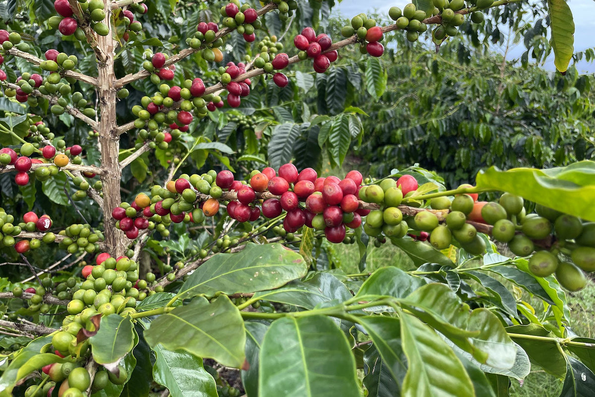 Ripe red Kona coffee cherries on the branch at the Wanaʻao farm in Captain Cook, Hawaiʻi