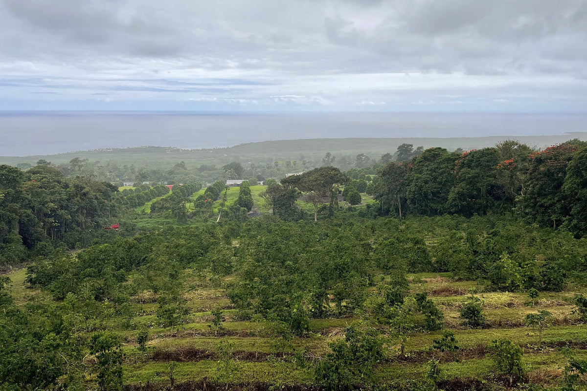 Kona coffee farm on the slopes above the ocean, Big Island of Hawaiʻi