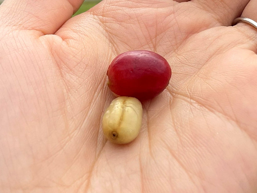 A ripe Kona coffee cherry and the single peaberry bean inside